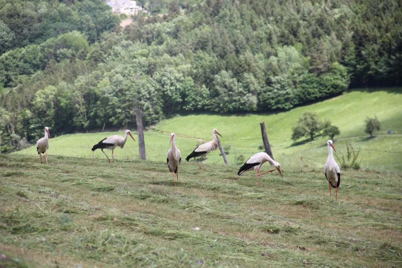 La Colline Du Baa - Maison D'Hotes D'Exception Lapoutroie Luaran gambar